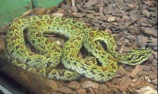 中国哪个省毒蛇最多