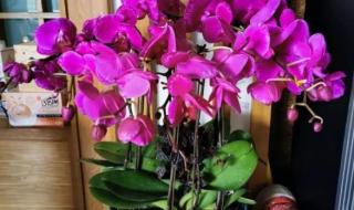 蝴蝶兰浇水的正确方法